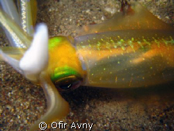 One of the squids in the squid school, let me get close t... by Ofir Avny 